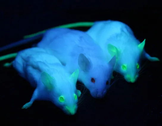 A photo shows 3 mice under ultraviolet light. All three have white fur that looks purple in the UV light. The middle mouse is non-transgenic and is non-fluorescing. The mice on the left and right are transgenic, and their eyes, ears, nose, and tail fluoresce green under the UV light.