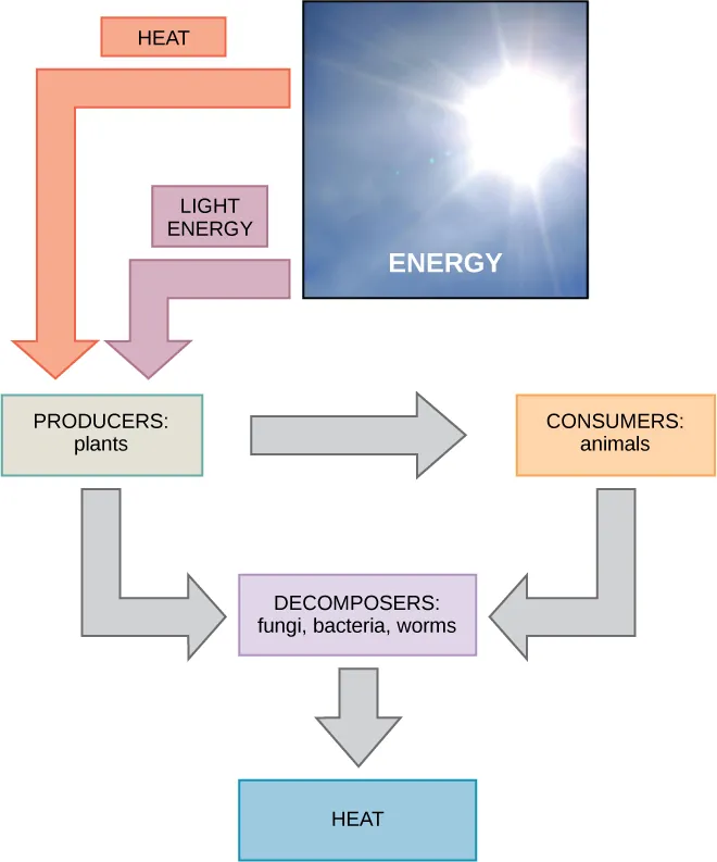 This diagram shows energy from the sun being transferred to producers, such as plants, as well as releasing heat. The producers in turn transfer the energy to consumers and decomposers, which release heat. Animals also transfer energy to decomposers.