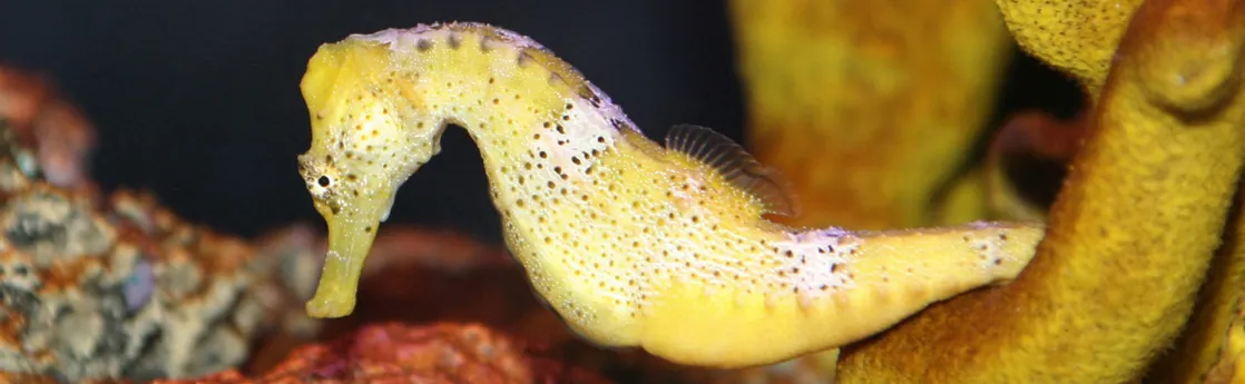 Photo shows a yellow seahorse with its tail curled around a fragment of coral.