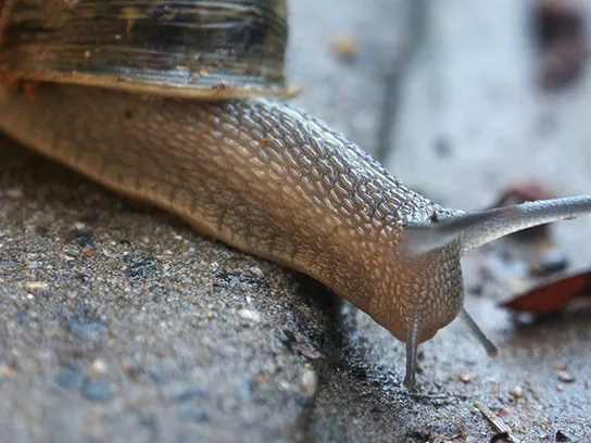 Photo shows a land snail.