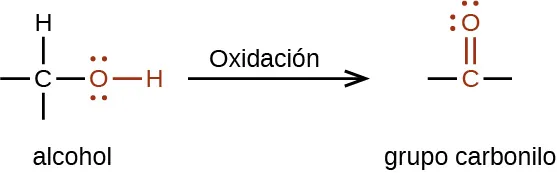 Se muestra una reacción. A la izquierda aparece un alcohol y a la derecha, un grupo carbonilo. Sobre la flecha de reacción se encuentra la palabra "oxidación". El alcohol se representa como un átomo de C con guiones a la izquierda y abajo, un átomo de H unido arriba, y un átomo de O unido a un átomo de H en rojo conectado a la derecha. El átomo de O tiene dos conjuntos de puntos de electrones. El grupo carbonilo se indica en rojo con un átomo de C al que se une por doble enlace un átomo de O por encima. Hay guiones a la izquierda y a la derecha del átomo C en negro. El átomo de O tiene dos conjuntos de puntos de electrones.