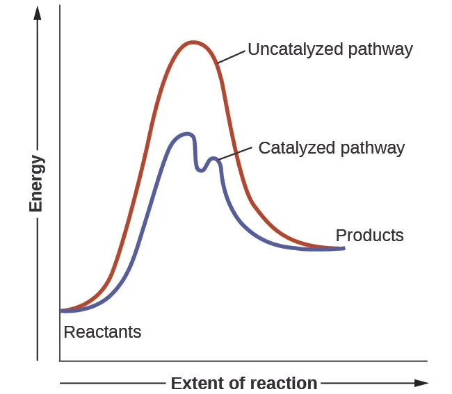 A graph is shown with the label, “Extent of reaction,” appearing in a right pointing arrow below the x-axis and the label, “Energy,” in an upward pointing arrow just left of the y-axis. Approximately one-fifth of the way up the y-axis, a very short, somewhat flattened portion of both a red and a blue curve are shown. This region is labeled “Reactants.” A red concave down curve extends upward to reach a maximum near the height of the y-axis. This curve is labeled, “Uncatalyzed pathway.” From the peak, the curve continues downward to a second horizontally flattened region at a height of about one-third the height of the y-axis. This flattened region is labeled, “Products.” A second curve is drawn in blue with the same flattened regions at the start and end of the curve. The height of this curve is about two-thirds the height of the first curve and just right of its maximum, the curve dips low, then rises back and continues a downward trend at a lower height, but similar to that of the red curve. This blue curve is labeled, “Catalyzed pathway.”