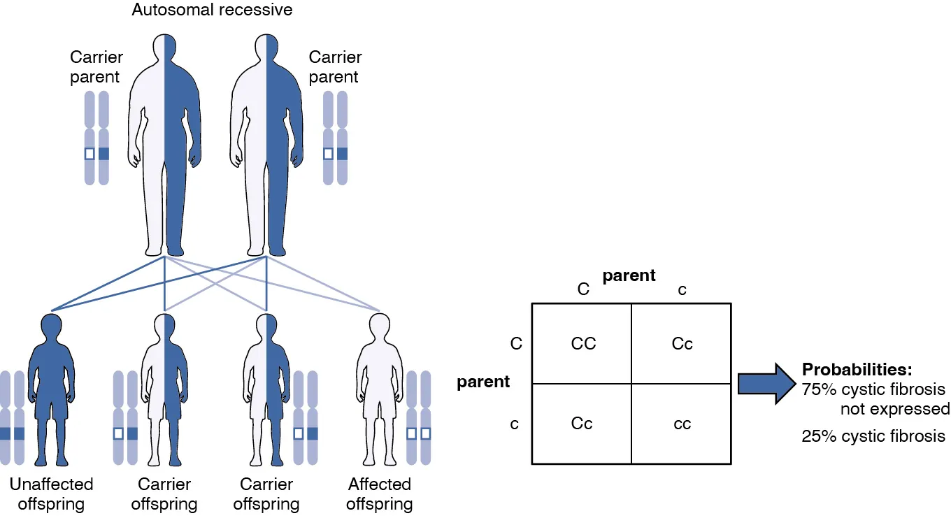 In this figure, the offspring of two carrier parents are shown. The first generation has two unaffected offspring and two carrier offspring. The second generation cross shows seventy five percent unaffected and twenty five percent affected with cystic fibrosis.
