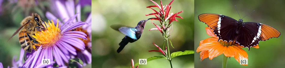 Photo A shows a bee drinking nectar from a wide, flat purple flower. Photo B shows a hummingbird drinking nectar from a long, tube-shaped red flower. Photo C shows a butterfly drinking nectar from a flat, wide orange flower.
