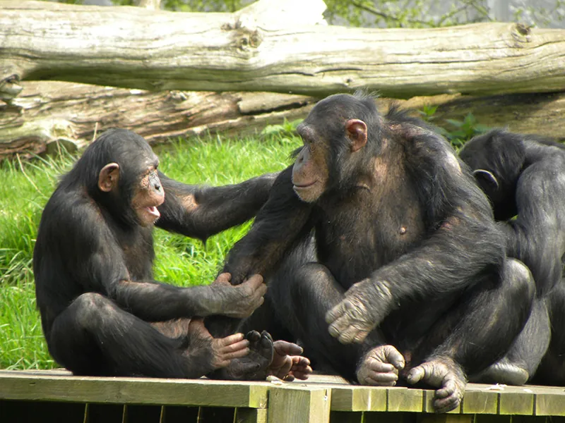 A group of chimpanzees. One holds its hand on another’s shoulder and looks directly at it with its month open. The other chimp looks back intently.
