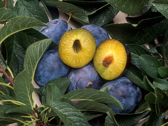 A photo of several purple plums and the leaves of the plum tree. One plum has been cut in half to expose the yellow flesh and small brown pit.