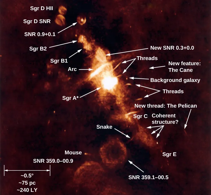 Radio Image of Galactic Center Region. Many features are identified in this complex radio image. The scale at lower left (defined by a double headed horizontal arrow) reads: “~0.5O ~75 pc ~240 LY”. The objects listed, from upper left to lower right, are: “Sgr D HII”, “Sgr D SNR”, “SNR 0.9+0.1”, “Sgr B2”, “Sgr B1”, “New SNR 0.3+0.0”, “Arc”, “Threads”, “Sgr A*”, “New feature: The Cane”, “Background Galaxy”, “Threads”, “New thread: The Pelican”, “Sgr C”, “Coherent structure?”, “Snake” and “Sgr E”. Below center, three more features are labeled (from top to bottom): “SNR 359.1-00.5”, “Mouse” and “SNR 359.0=00.9”.