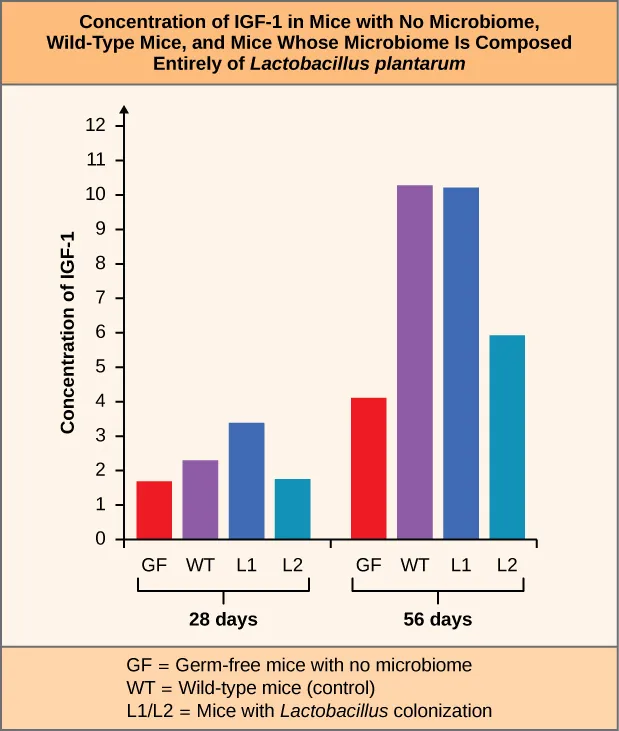 Bar graph labeled Concentration of IGF 1 in Mice with No Microbiome, Wild Type Mice, and Mice Whose Microbiome is Composed Entirely of Lactobacillus plantarum. The Y axis is labeled Concentration of IGF 1. X axis has labels for 28 days and 56 days. The key at the bottom labels the red bars GF for Germ free mice with no microbiome. The purple bars are labeled WT for Wild type mice (control). The dark blue bars are labeled L1. The light blue bars are labeled L2. L1 and L2 represent Mice with Lactobacillus colonization.