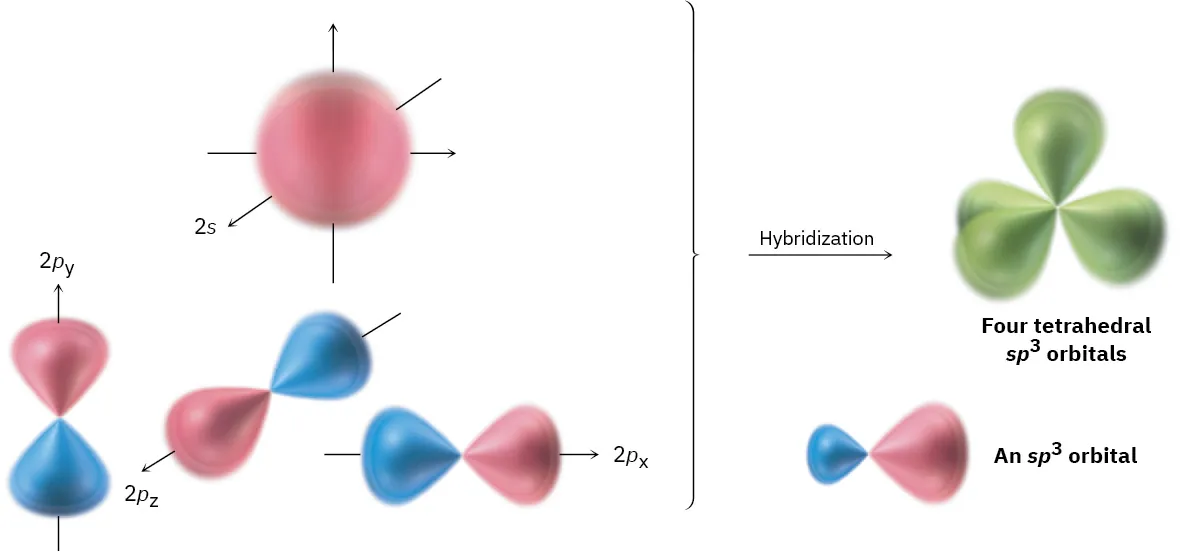 The 2s orbital with 2px, 2py, and 2pz orbitals undergoes hybridization to form four s p 3 orbitals oriented tetrahedrally.