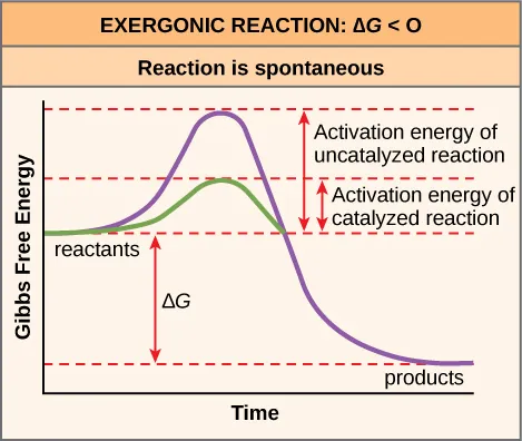 This plot shows the activation energy for an exergonic reaction. As the reaction proceeds, energy initially increases to overcome the activation energy. In a catalyzed reaction, the activation energy is much lower. The energy then decreases such that the Gibbs free energy of the products is less than that of the reactants. The activation energy is the peak of the energy plot minus the energy of the reactants. The Gibbs free energy is the energy of the products minus the energy of the reactants.