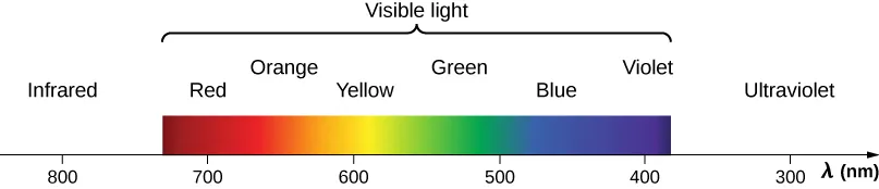 The figure shows colors that are associated with different wavelengths of light in order of decreasing wavelength, lambda, measured in nanometers. Infrared starts at 800 nanometers. It is followed by visible light, which is a continuous distribution of colors with red at 700 nanometers, orange, yellow at 600 nanometers, green, blue at 500 nanometers, and violet at 400 nanometers. The distribution ends with ultraviolet which extends past the visible to about 300 nanometers.