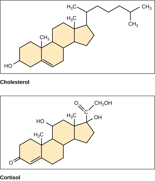  The structures of cholesterol and cortisol are shown. Each of these molecules is composed of three six-carbon rings fused to a five-carbon ring. Cholesterol has a branched hydrocarbon attached to the five-carbon ring, and a hydroxyl group attached to the terminal six-carbon ring. Cortisol has a two-carbon chain modified with a double-bonded oxygen, a hydroxyl group attached to the five-carbon ring, and an oxygen double-bonded to the terminal six-carbon ring.