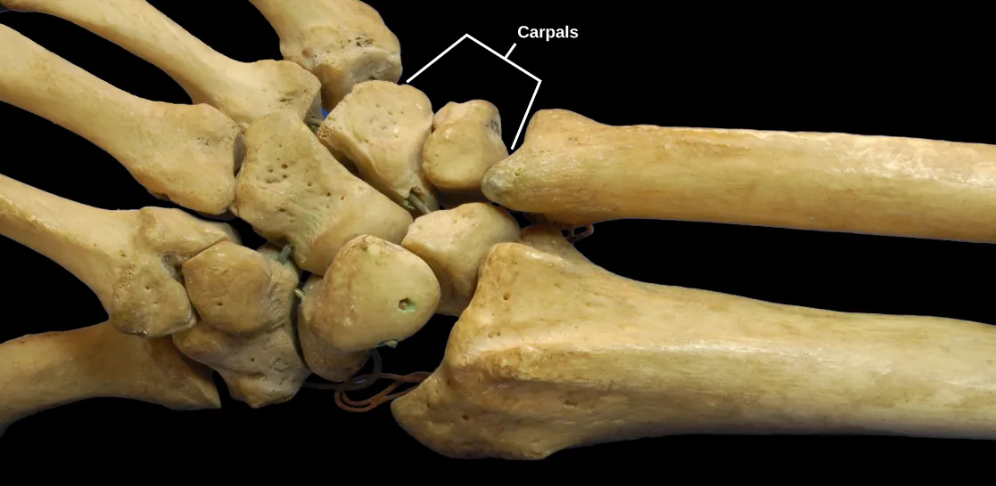 Photo shows a human hand skeleton. The radius and ulna of the forearm connect to several small, knobby bones in the wrist called carpals. Carpals, in turn, connect to bones in the wrist.