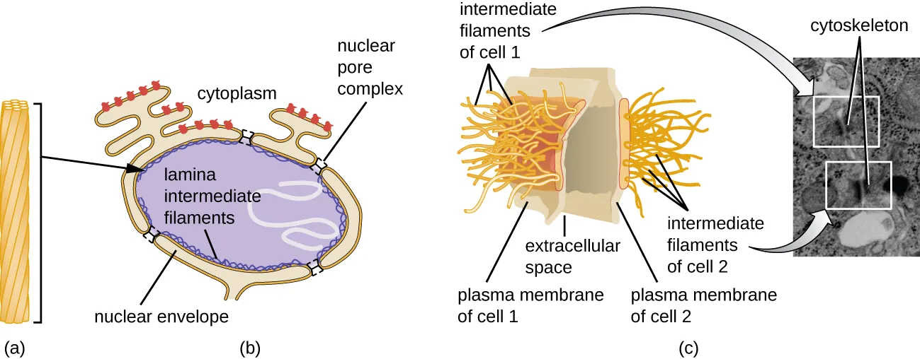 a) Intermediate filaments are shown as a rope-like structure. B) These are found in the nuclear lamina (lamina intermediate filaments) which are just under the nuclear envelope. C) Intermediate filaments are also found in desmosomes. Desmosomes are connections between two cells (shown here as two small regions of plasma membranes next to each other. The intermediate filaments connect these two membranes together across the extracellular space. A micrograph shows these as dark lines running across the membranes between two cells.