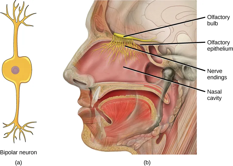 Illustration A shows a bipolar neuron, which has two dendrites. Illustration B shows a cross section of a human head. The nostrils lead to the nasal cavity, which sits above the mouth. The olfactory bulb is just above the olfactory epithelium that lines the nasal cavity. Neurons run from the bulb into the nasal cavity.
