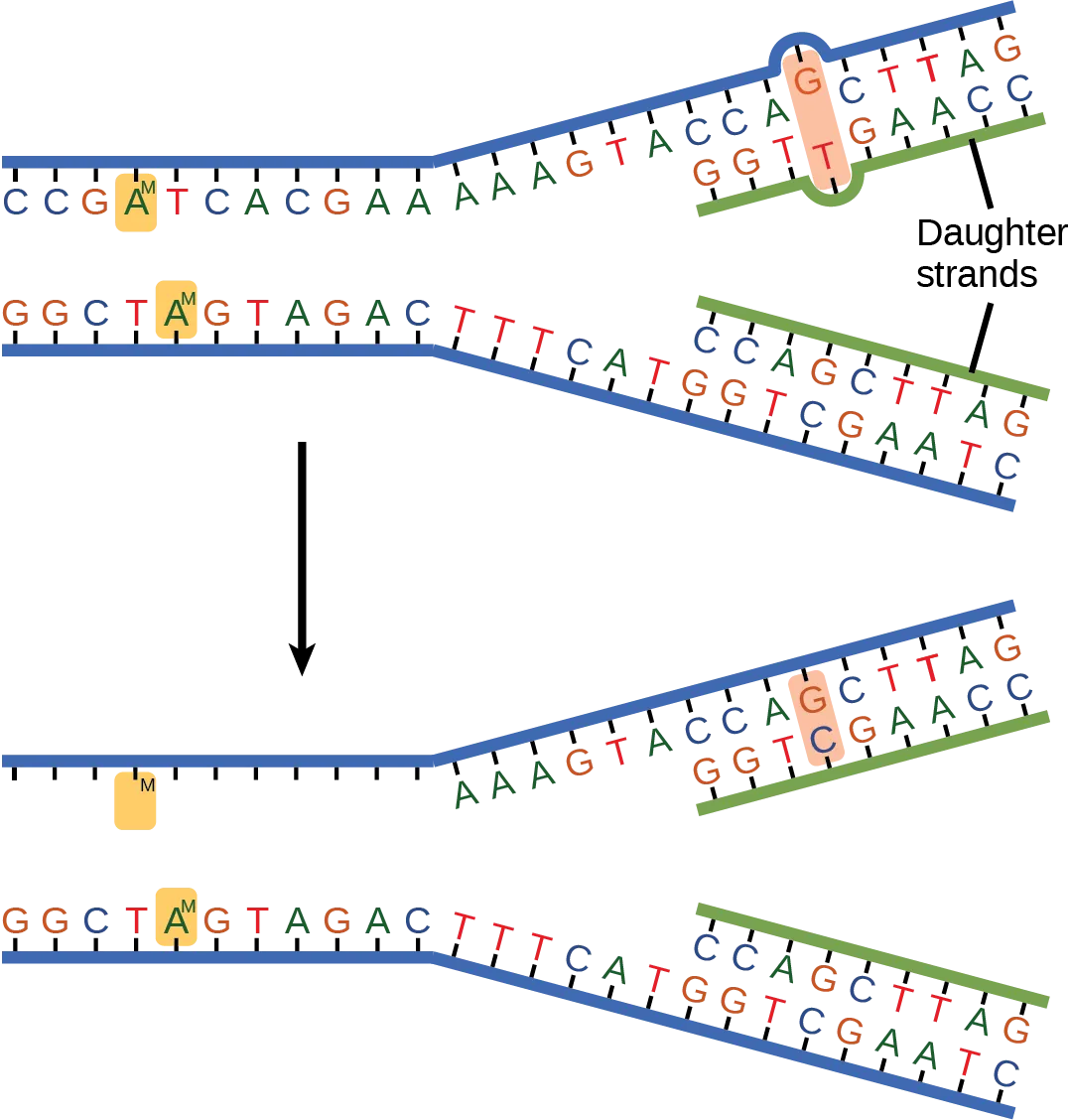 The top illustration shows a replicated D N A strand with G T base mismatch. The bottom illustration shows the repaired D N A, which has the correct G C base pairing.