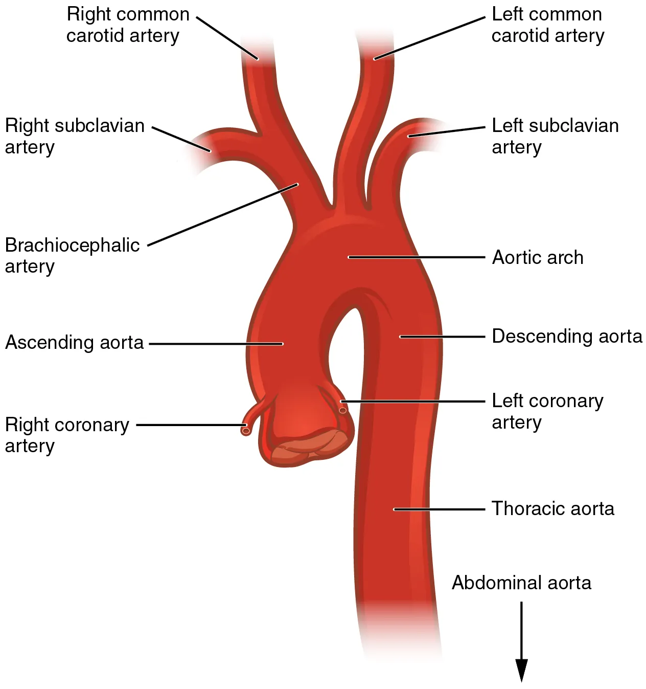 This diagram shows the aorta and the major parts are labeled.