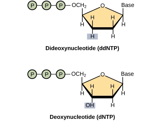 A deoxynucleotide consists of a deoxyribose sugar, a base, and three phosphate groups. Dideoxyribose is identical to deoxyribose except that the hydroxyl, upper case O upper case H, group at the 3 prime position is replaced by upper case H. A 3 prime hydroxyl is necessary for elongation of the D N A chain, and the chain therefore stops growing if a dideoxyribose instead of deoxyribose is incorporated into the growing chain.