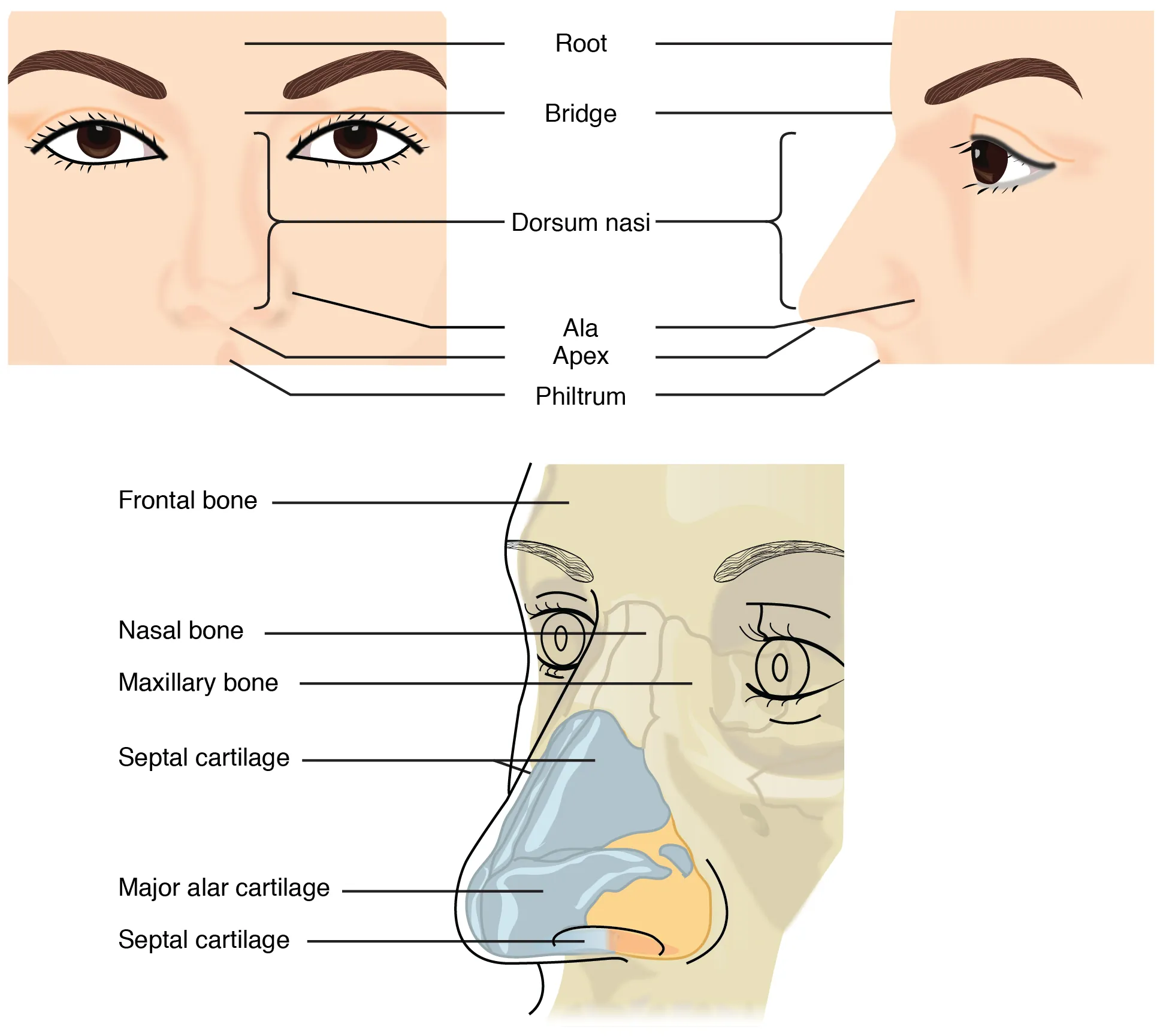 nasal cavity diagram for kids