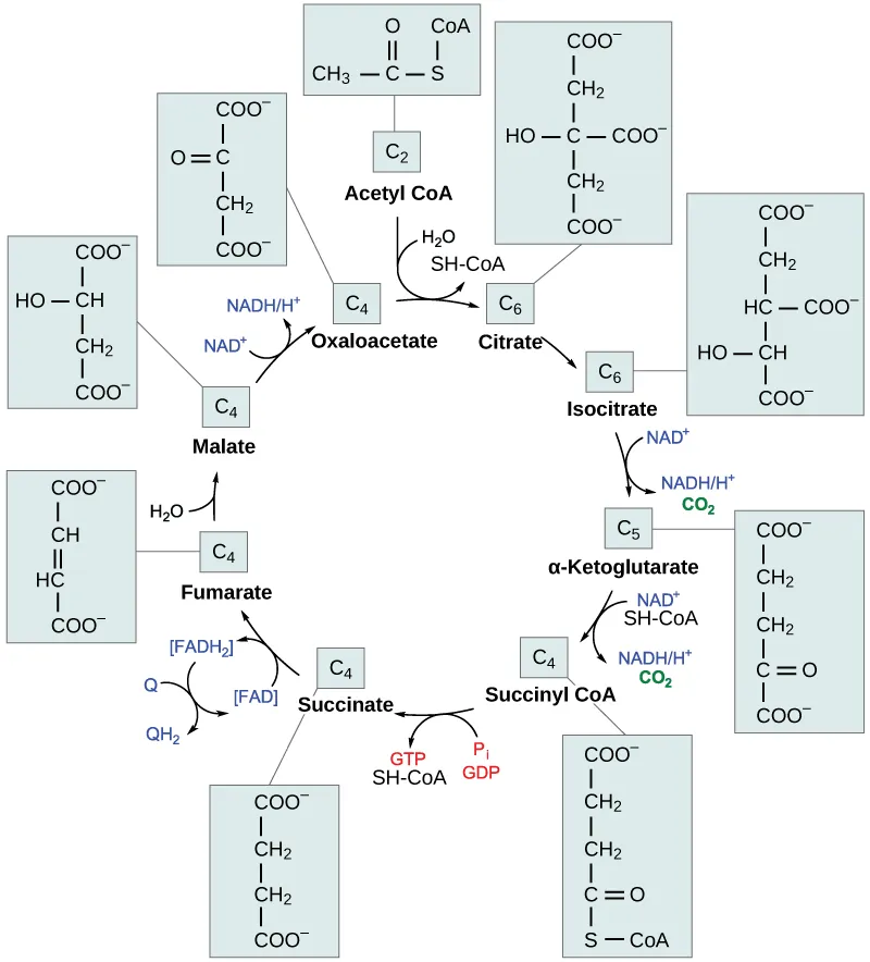 This illustration shows the eight steps of the citric acid cycle. In the first step, the acetyl group from acetyl CoA is transferred to a four-carbon oxaloacetate molecule to form a six-carbon citrate molecule. In the second step, citrate is rearranged to form isocitrate. In the third step, isocitrate is oxidized to α-ketoglutarate. In the process, one NADH is formed from NAD^{+} and one carbon dioxide is released. In the fourth step, α-ketoglutarate is oxidized and CoA is added, forming succinyl CoA. In the process, another NADH is formed and another carbon dioxide is released. In the fifth step, CoA is released from succinyl CoA, forming succinate. In the process, one GTP is formed, which is later converted into ATP. In the sixth step, succinate is oxidized to fumarate, and one FAD is reduced to FADH_{2}. In the seventh step, fumarate is converted into malate. In the eighth step, malate is oxidized to oxaloacetate, and another NADH is formed.