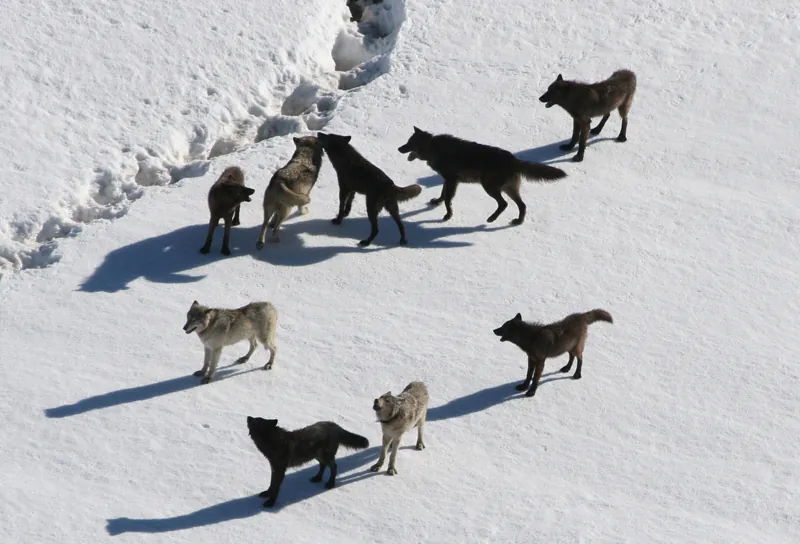  Photo shows a pack of wolves walking on snow.