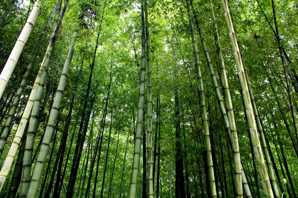 Vista desde arriba de árboles de bambú.
