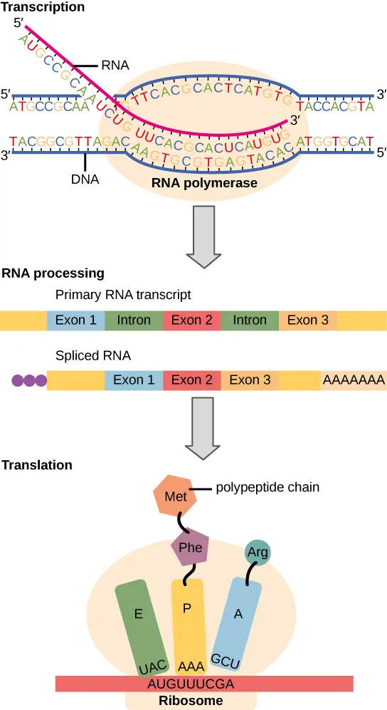 To make a protein, genetic information encoded by the D N A must be transcribed onto an m R N A  molecule. The R N A is then processed by splicing to remove exons and by the addition of a 5 prime cap and a poly A tail. A ribosome then reads the sequence on the m R N A, and uses this information to string amino acids into a protein.