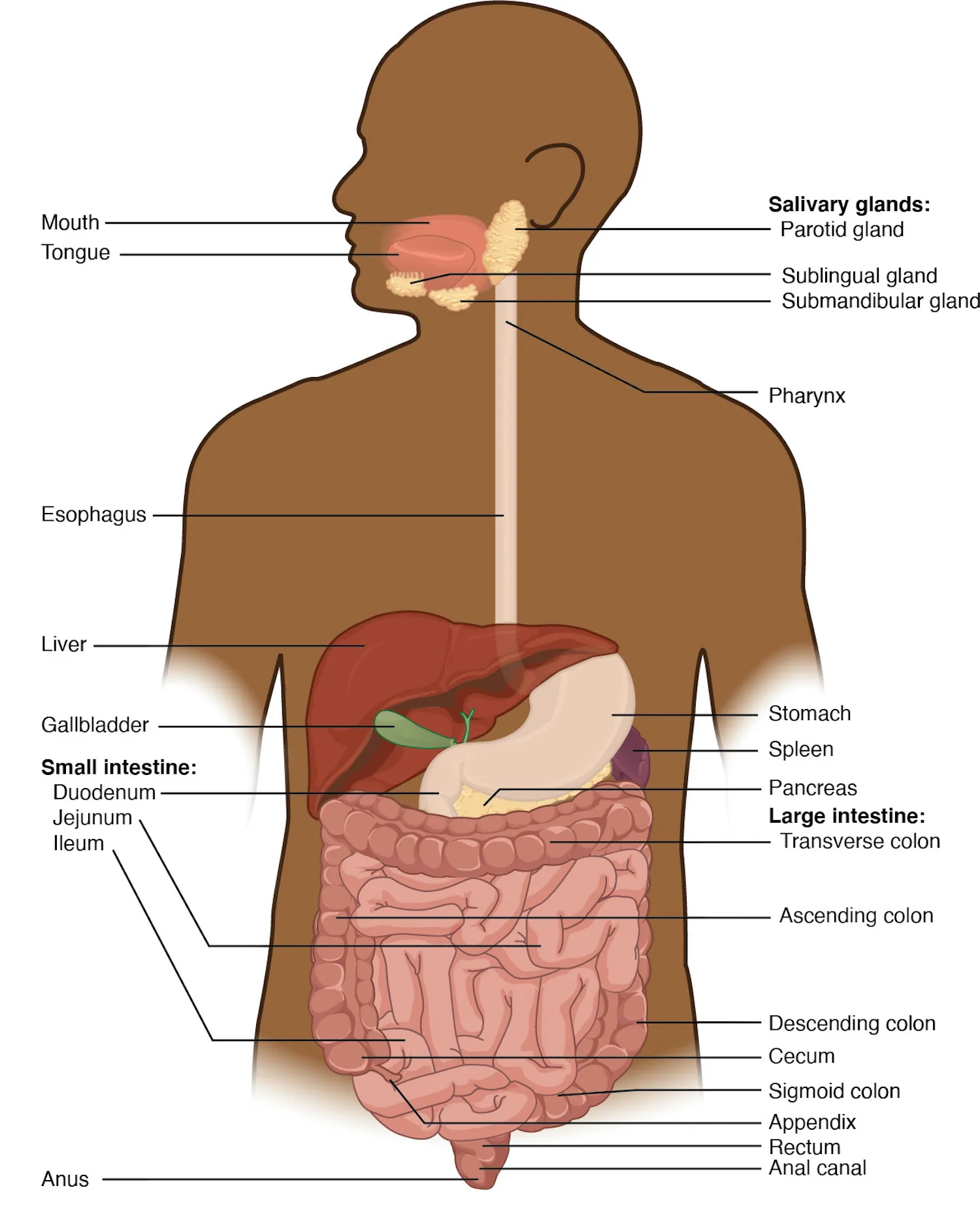 digestive system esophagus function