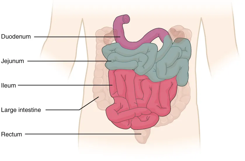 This diagram shows the small intestine. The different parts of the small intestine are labeled.