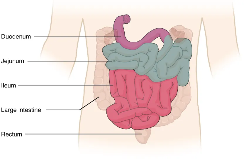 23.5 The Small and Large Intestines - Anatomy and Physiology | OpenStax