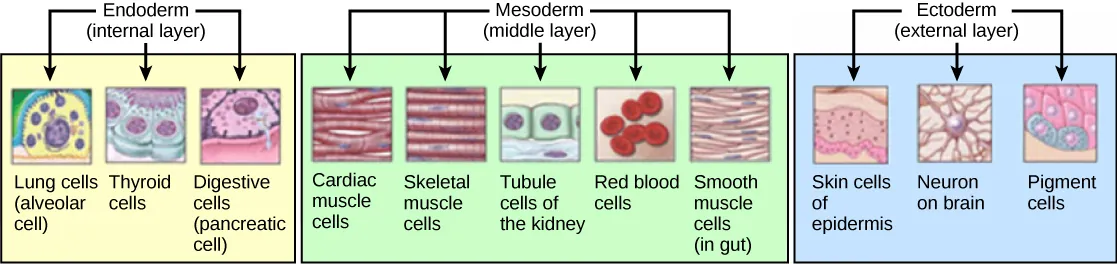 Illustration shows cells associated with the internal endoderm, the middle mesoderm, and the external ectoderm. Lung, thyroid and digestive tissues are associated with the endoderm. Muscle, kidney and blood cells are associated with the mesoderm. Skin, neurons, and pigment cells are associated with the ectoderm.