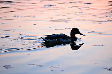 Una fotografía de un pato nadando en el agua y crea una estela de proa.