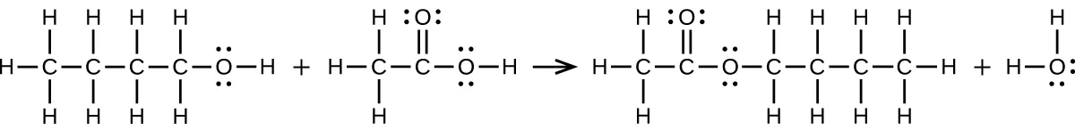 Se muestra una reacción. La primera estructura molecular muestra un átomo de C unido a tres átomos de H y a otro átomo de C. Este segundo átomo de C está enlazado a dos átomos de H y a un tercer átomo de C. Este tercer átomo de C está enlazado a dos átomos de H y a un cuarto átomo de C. Este átomo de C está enlazado a dos átomos de H y a un átomo de O. El átomo de O está enlazado a un átomo de H. El átomo de O tiene dos pares de puntos de electrones. Hay un signo de suma. La siguiente estructura molecular muestra un átomo de C enlazado a tres átomos de H y a otro átomo de C. Este átomo de C forma un doble enlace con un átomo de O y un enlace simple con otro átomo de O. El átomo de O forma un enlace con un átomo de H. Ambos átomos de O tienen dos pares de puntos de electrones. Hay una flecha de reacción que apunta a la derecha. La siguiente estructura molecular muestra un átomo de C enlazado a tres átomos de H y a otro átomo de C. Este segundo átomo de C forma un doble enlace con un átomo de O y un enlace simple con otro átomo de O. Este segundo átomo de O está enlazado a un átomo de C, que está enlazado a dos átomos de H y a otro átomo de C. Este átomo de C está enlazado a dos átomos de H y a otro de C. El átomo de C está enlazado a tres átomos de H. Los átomos de O tienen dos pares de puntos de electrones. Hay un signo de suma. La estructura molecular final muestra un átomo de O enlazado a dos átomos de H. El átomo de O tiene dos pares de puntos de electrones.