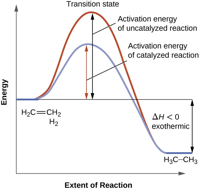 A graph is shown with the label, “Reaction coordinate,” on the x-axis and the label,“Energy,” on the y-axis. Approximately half-way up the y-axis, a short portion of a black concave down curve which has a horizontal line extended from it across the graph. The left end of this line is labeled “H subscript 2 C equals C H subscript 2 plus H subscript 2.” The black concave down curve extends upward to reach a maximum near the height of the y-axis. The peak of this curve is labeled, “Transition state.” A double sided arrow extends from the horizontal line to the peak of the curve. This arrow is labeled, “Activation energy of Uncatalyzed reation.” From the peak, the curve continues downward to a second horizontally flattened region well below the origin of the curve near the x-axis. This flattened region is shaded in blue and is labeled “H subscript 3 C dash C H subscript 3.” A double sided arrow is drawn from the lowers part of this curve at the far right of the graph to the line extending across the graph above it. This arrow is labeled, “capital delta H less than 0 : exothermic.” A second curve is drawn with the same flattened regions at the start and end of the curve. The height of this curve is about two-thirds the height of the first curve. A double sided arrow is drawn from the horizontal line that originates at the left side of the graph to the peak of this second curve. This arrow is labeled, “Activation energy of catalyzed reaction.”