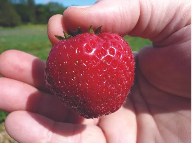 Esta es la foto de una fresa roja brillante sostenida por una mano humana.