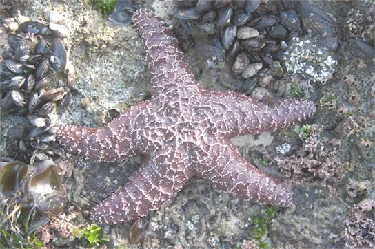 Photo shows a reddish-brown sea star.