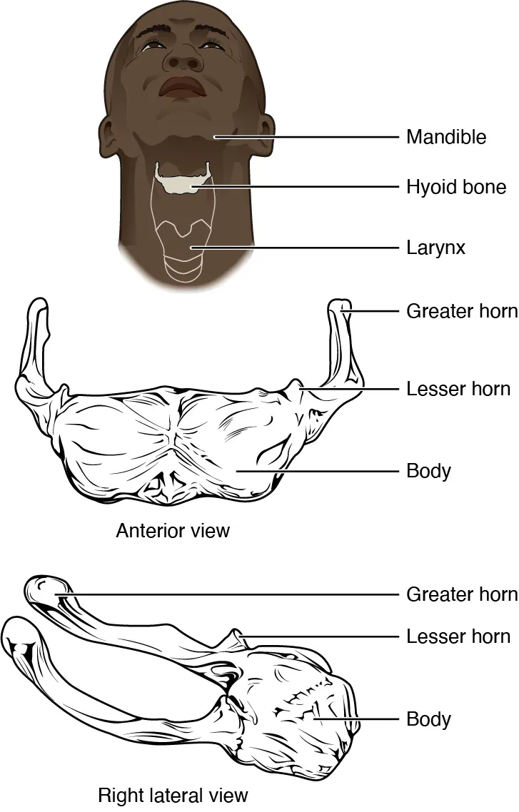 In this image, the location and structure of the hyoid bone are shown. The top panel shows a person’s face and neck, with the hyoid bone highlighted in grey. The middle panel shows the anterior view and the bottom panel shows the right anterior view.