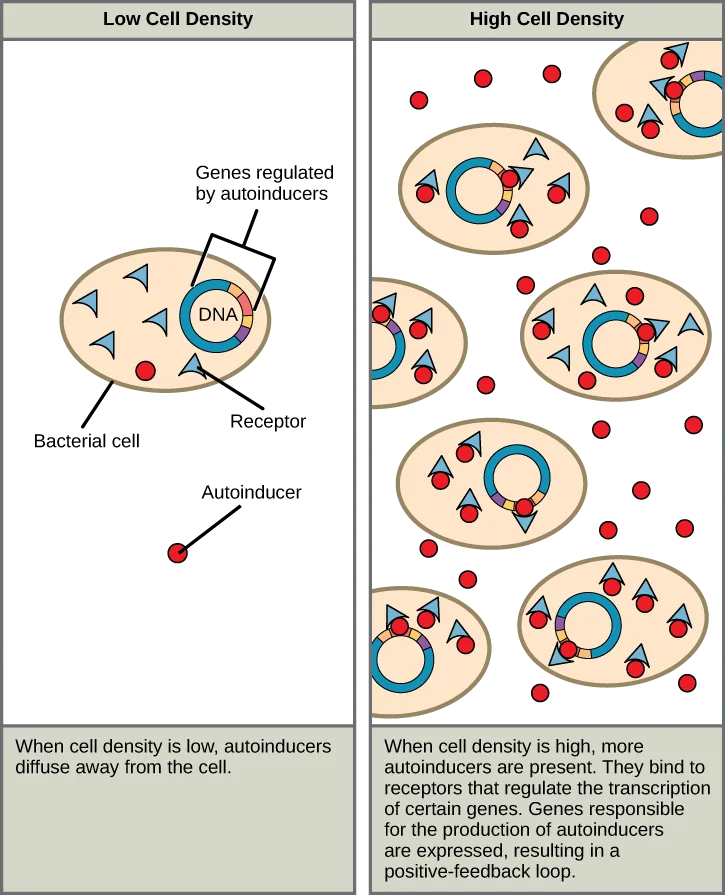The left part of this illustration shows a single bacterial cell. The cell produces autoinducers, which diffuse away from the cell and cannot bind the intracellular receptor. The right part of this illustration shows many bacterial cells. More autoinducers are present, which bind receptors that in turn bind DNA and regulate the expression of certain genes. Autoinducer gene expression is turned on, resulting in a positive-feedback loop.