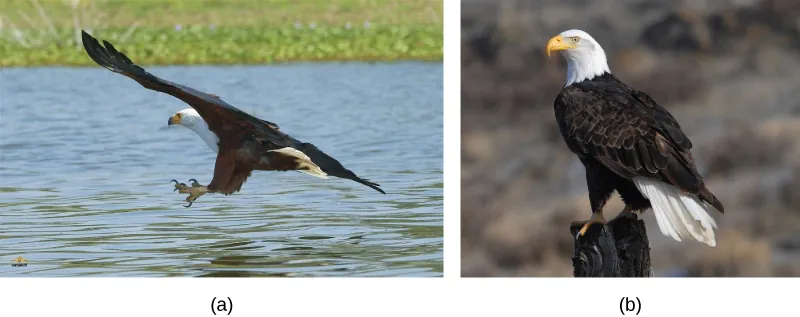 Photo a shows a picture of the African fish eagle in flight, and photo b shows the bald eagle perched on a post.