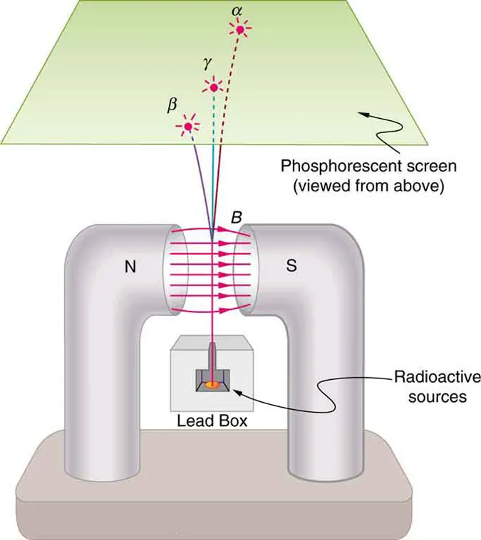 The figure shows north and south poles of a magnet through which three rays labeled as alpha beta and gamma are passed. After passing through a magnetic field the alpha ray is slightly deflected toward the right. The beta ray is deflected toward the left and the gamma ray is not deflected.