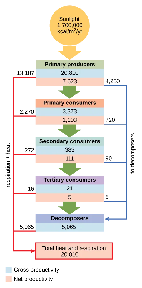 Flow chart shows that the ecosystem absorbs 1,700,00 calories per meter squared per year of sunlight. Primary producers have a gross productivity of 20,810 calories per meter squared per year. 13,187 calories per meter squared per year is lost to respiration and heat, so the net productivity of primary producers is 7,623 calories per meter squared per year. 4,250 calories per meter squared per year is passed on to decomposers, and the remaining 3,373 calories per meter squared per year is passed on to primary consumers. Thus, the gross productivity of primary consumers is 3,373 calories per meter squared per year. 2,270 calories per meter squared per year is lost to heat and respiration, resulting in a net productivity for primary consumers of 1,103 calories per meter squared per year. 720 calories per meter squared per year is lost to decomposers, and 383 calories per meter squared per year becomes the gross productivity of secondary consumers. 272 calories per meter squared per year is lost to heat and respiration, so the net productivity for secondary consumers is 111 calories per meter squared per year. 90 calories per meter squared per year is lost to decomposers, and the remaining 21 calories per meter squared per year becomes the gross productivity of tertiary consumers. Sixteen calories per meter squared per year is lost to respiration and heat, so the net productivity of tertiary consumers is 5 calories per meter squared per year. All this energy is lost to decomposers. In total, decomposers use 5,065 calories per meter squared per year of energy, and 20,810 calories per meter squared per year is lost to respiration and heat.