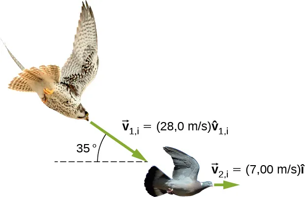 Un halcón vuela hacia una paloma. El halcón se desplaza en una dirección de 35 grados hacia abajo desde la horizontal a v 1 i = 28,0 metros por segundo por el vector v 1 i. La paloma se desplaza hacia la derecha a 7,00 metros por segundo por el vector i