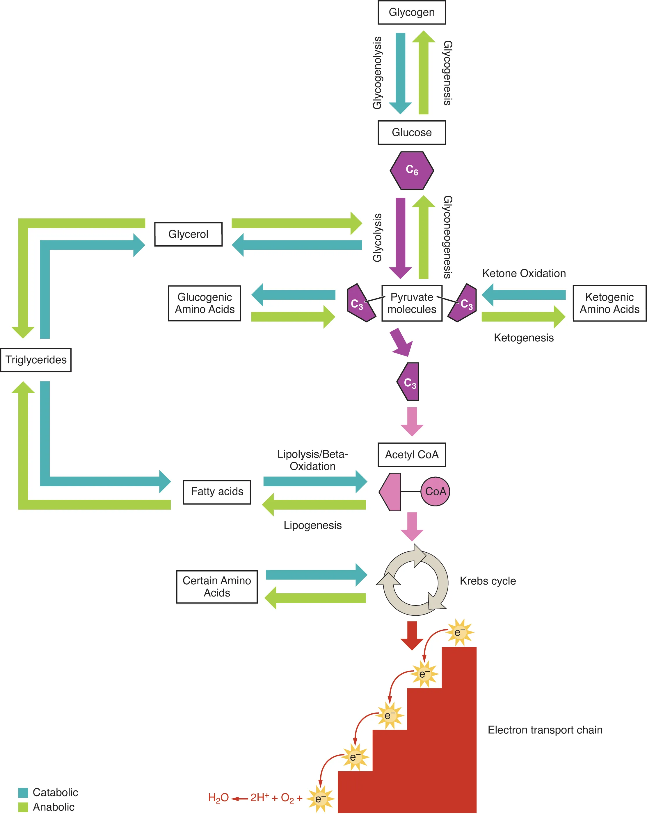 This diagram shows the different metabolic pathways, and how they are connected.