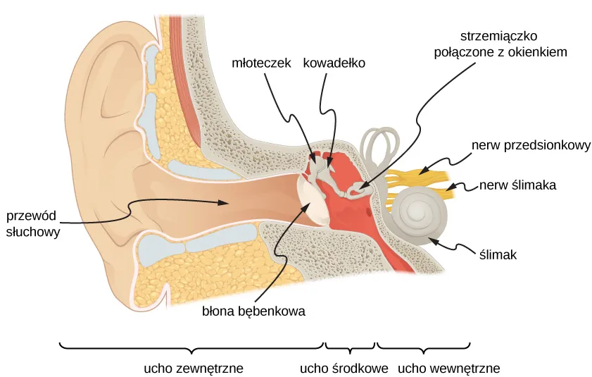 Rysunek przedstawia budowę ucha. Na rysunku przedstawiono kanał słuchowy zakończony błoną bębenkowo. Młoteczek połączony jest z kowadełkiem oraz błoną bębenkową. Za błoną bębenkową się młoteczek i kowadełko. Kowadełko połączone jest ze strzemiączkiem, które jest połączone z okienkiem owalnym. Ślimak, nerw ślimaka i nerw przedsionkowy połączone są ze strzemiączkiem.