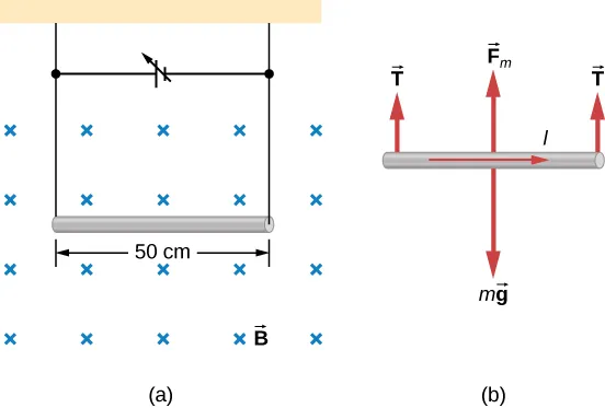 Figure a: An illustration of a wire suspended in a uniform magnetic field. The magnetic field points into the page. The wire is horizontal and is 50 cm long. A variable voltage source completes the circuit made by the wire and the leads used to suspend it. Figure b: A free body diagram of the wire. The current is to the right. The weight, mg, points down. Tension at either end is up. The magnetic force is up.