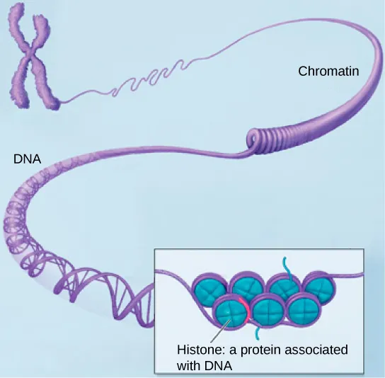 Part a: In this illustration, DNA tightly coiled into two thick cylinders is shown in the upper right. A close-up shows how the DNA is coiled around proteins called histones.