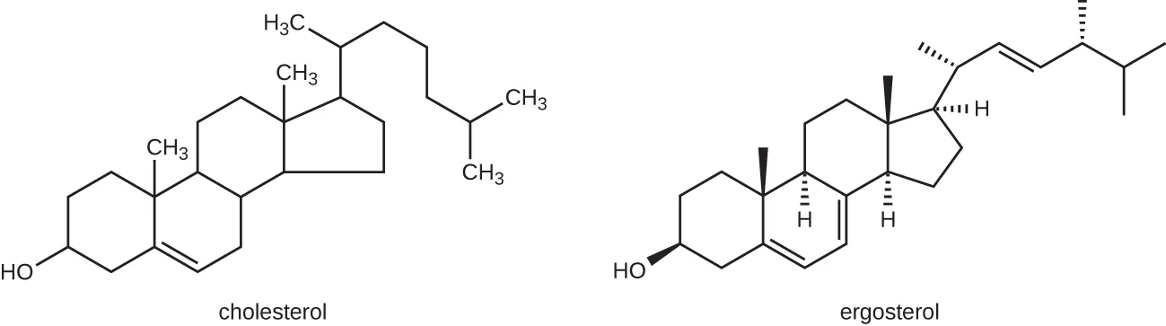 Cholesterol and ergosterol both have 4 fused carbon rigns with a chain of carbons off the top ring. The differences are the placements of a few double bonds. 