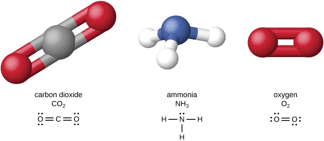 Carbon dioxide (CO2) has a carbon atom in the center. This carbon atom is double bonded to an oxygen on the left and another oxygen on the right. Ammonia NH3 has a nitrogen attached to 3 hydrogen atoms. Oxygen (O2) has two oxygen atoCarbon dioxide (CO2) has a carbon atom in the center. This carbon atom is double bonded to an oxygen on the left and another oxygen on the right. Ammonia NH3 has a nitrogen attached to 3 hydrogen atoms. Oxygen (O2) has two oxygen atoms double bonded to each other.ms double bonded to each other.