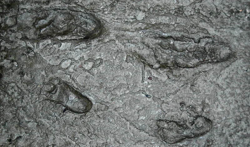 Indistinct footprints in a dark substrate.