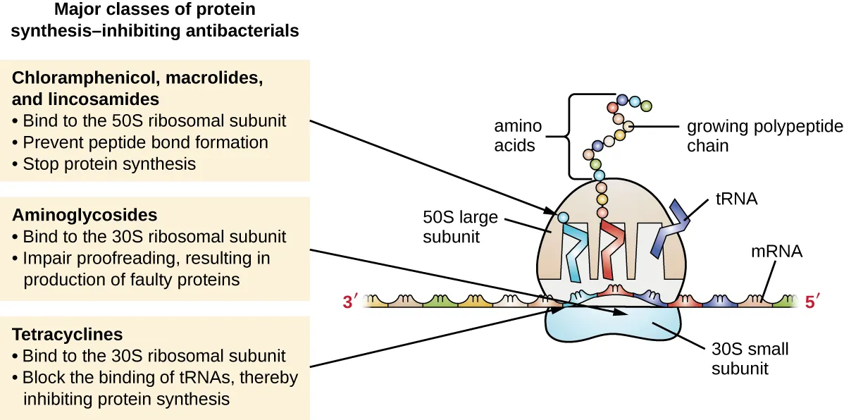 Major classes of protein synthesis-inhibiting antibacterials. Cloramphenicol, macrolides, and lincosamides: bind to 50S ribosomal subunit, prevent peptide bond formation, stop protein synthesis. Aminoglycosides: bind to the 30S ribosomal subunit, implar proofreading, resulting in production of faulty proteins. Tetracyclines: bind to the 30S ribosomal subunit, block the binding of tRNAs, thereby inhibiting protein synthesis.